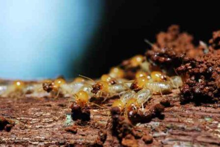 Keeping Log Cabins Safe From Termites Image
